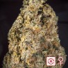 DIAMOND QUEEN KUSH AUTO · K.C.Brains Seeds · sementes de maconha · AutoFem
