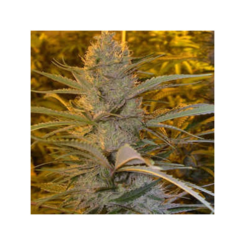 DOUBLE D · K.C.Brains Seeds · sementes de maconha · Fem