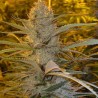 DOUBLE D · K.C.Brains Seeds · sementes de maconha · Fem