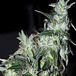HAZE SPECIAL · K.C.Brains Seeds · cannabis seeds · Fem