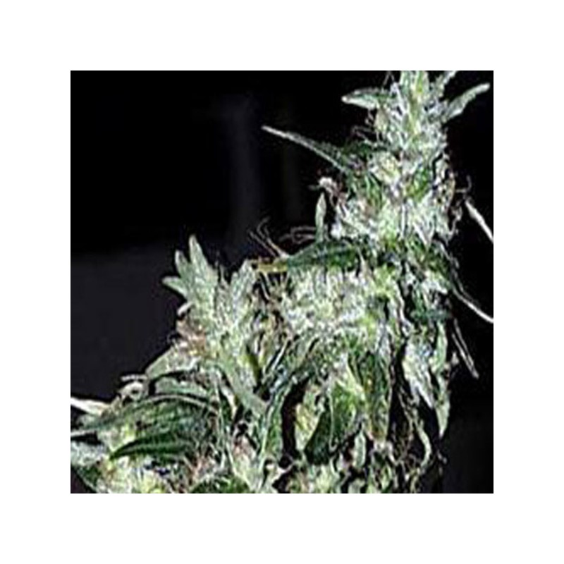 HAZE SPECIAL · K.C.Brains Seeds · sementes de maconha · Fem