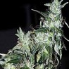 HAZE SPECIAL · K.C.Brains Seeds · sementes de maconha · Fem