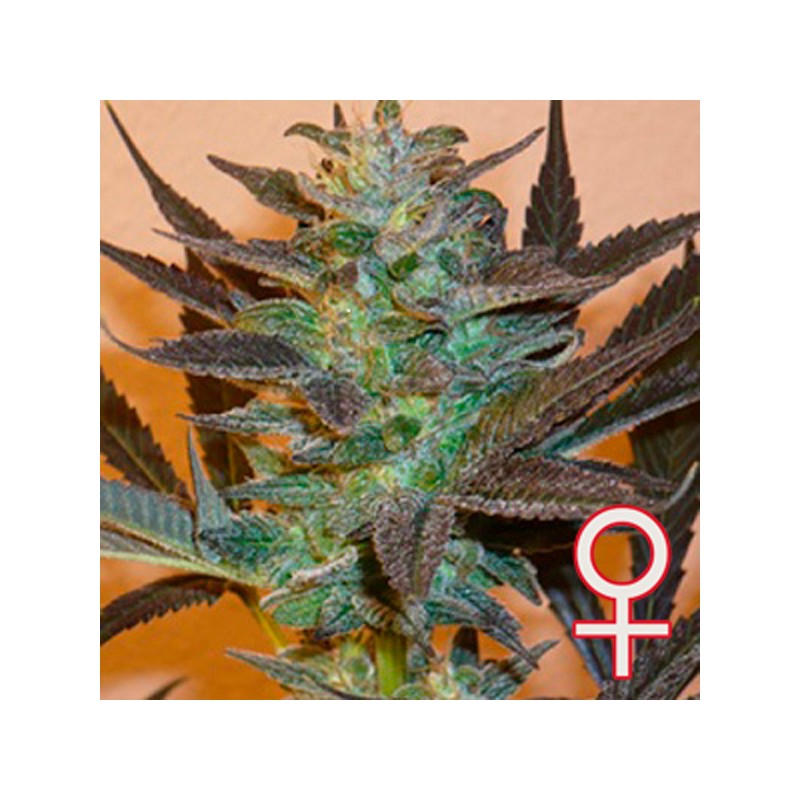 K.C. 48 AUTO · K.C.Brains Seeds · sementes de maconha · AutoFem