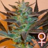 K.C. 48 AUTO · K.C.Brains Seeds · sementes de maconha · AutoFem
