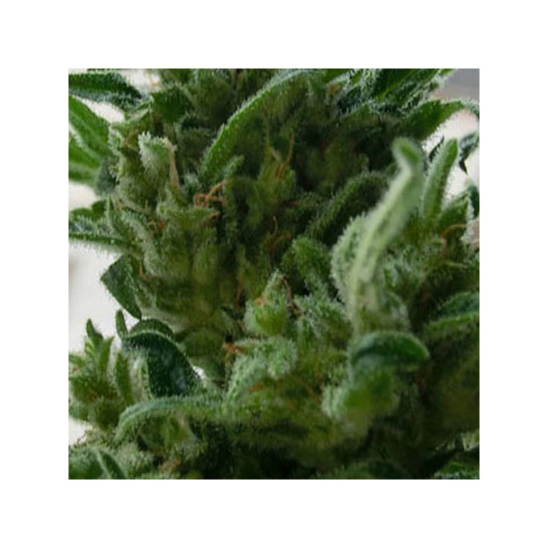 KC33 · K.C.Brains Seeds · sementes de maconha · Fem