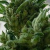 KC33 · K.C.Brains Seeds · sementes de maconha · Fem