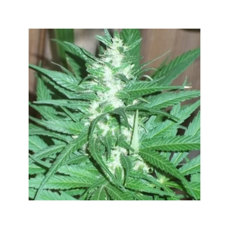 KC 39 · K.C.Brains Seeds · graines de cannabis · Fem