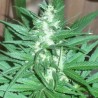 KC 39 · K.C.Brains Seeds · sementes de maconha · Fem