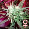 KC 39 · K.C.Brains Seeds · sementes de maconha · Fem