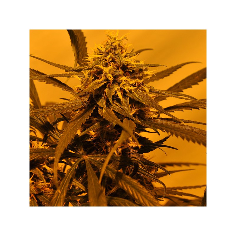 KC 45 AUTO · K.C.Brains Seeds · kenevir tohum · Disi · AutoFem