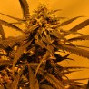 KC 45 AUTO · K.C.Brains Seeds · sementes de maconha · AutoFem