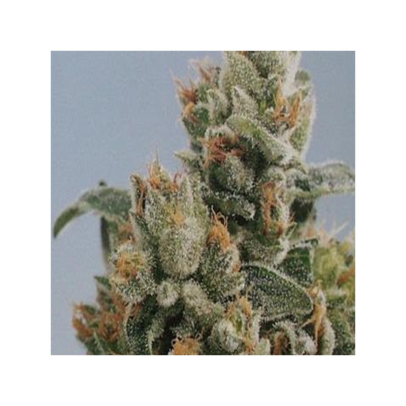 KC36 · K.C.Brains Seeds · sementes de maconha · Fem