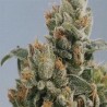 KC36 · K.C.Brains Seeds · sementes de maconha · Fem