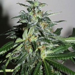 KC42 · K.C.Brains Seeds · cannabis seeds · Fem