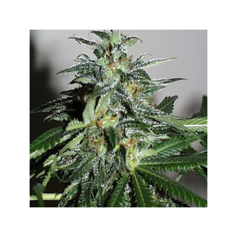 KC42 · K.C.Brains Seeds · sementes de maconha · Fem