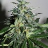 KC42 · K.C.Brains Seeds · sementes de maconha · Fem