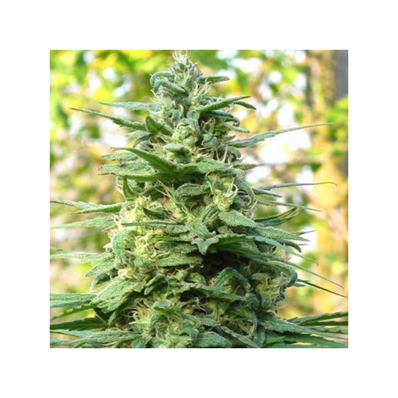 LEDA UNO · K.C.Brains Seeds · sementes de maconha · Fem