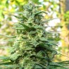 LEDA UNO · K.C.Brains Seeds · graines de cannabis · Fem