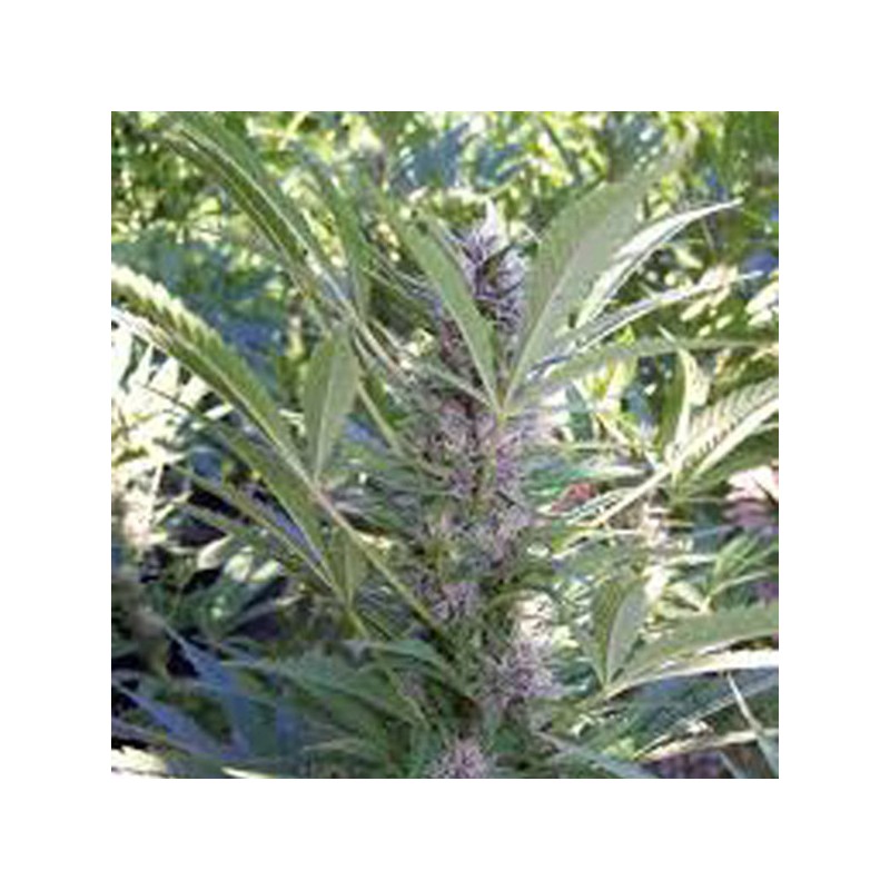 MANGO · K.C.Brains Seeds · graines de cannabis · Fem