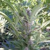 MANGO · K.C.Brains Seeds · sementes de maconha · Fem