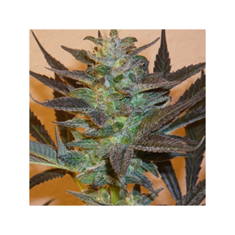 MIND BENDER · K.C.Brains Seeds · kaufen cannabis samen · Fem