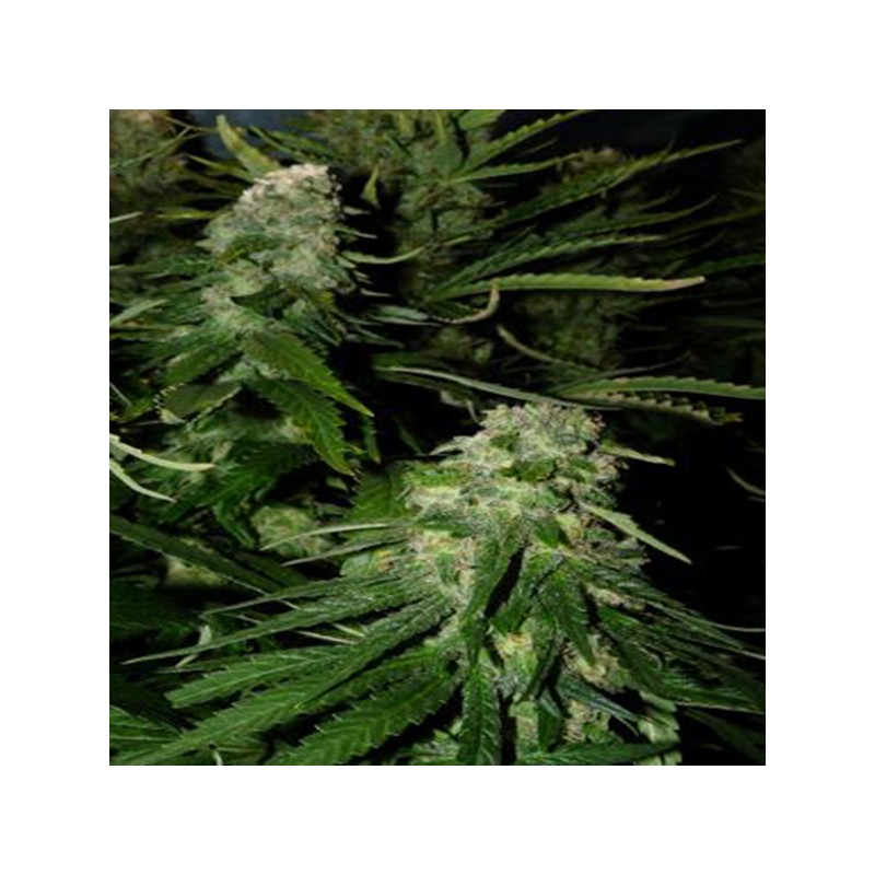 NORTHERN LIGHTS SPECIAL · K.C.Brains Seeds · sementes de maconha · Fem