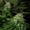 NORTHERN LIGHTS SPECIAL · K.C.Brains Seeds · sementes de maconha · Fem