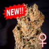 SPACE MANGO AUTO · K.C.Brains Seeds · sementes de maconha · AutoFem