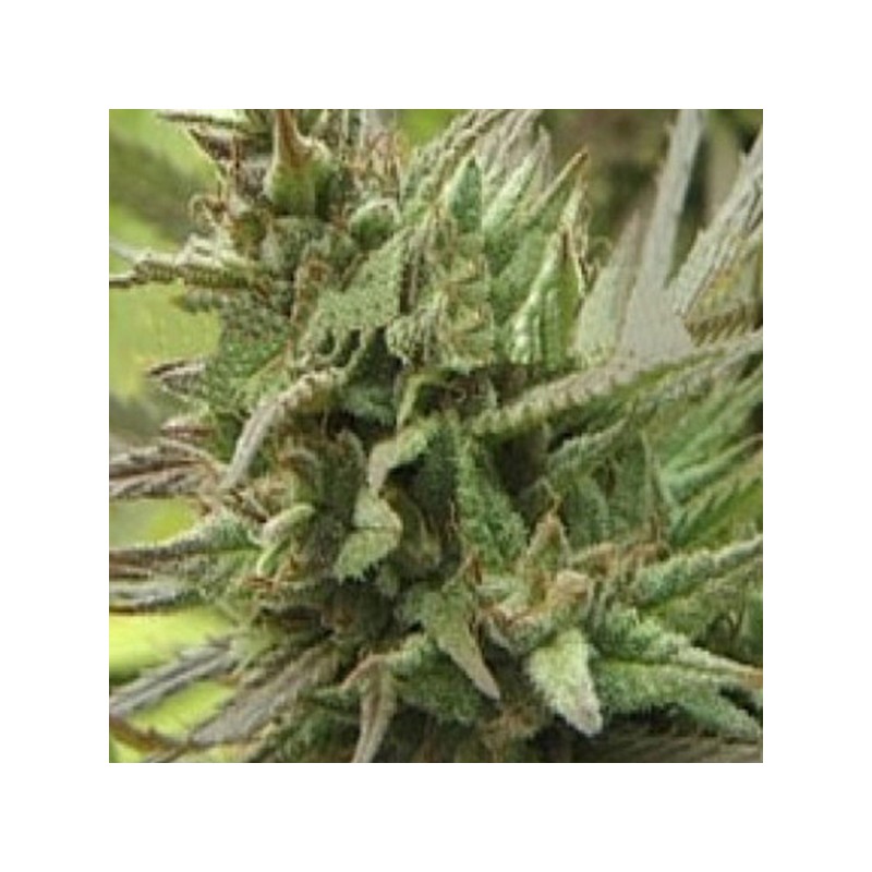 SPOTANICA · K.C.Brains Seeds · graines de cannabis · Fem