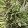 SPOTANICA · K.C.Brains Seeds · sementes de maconha · Fem
