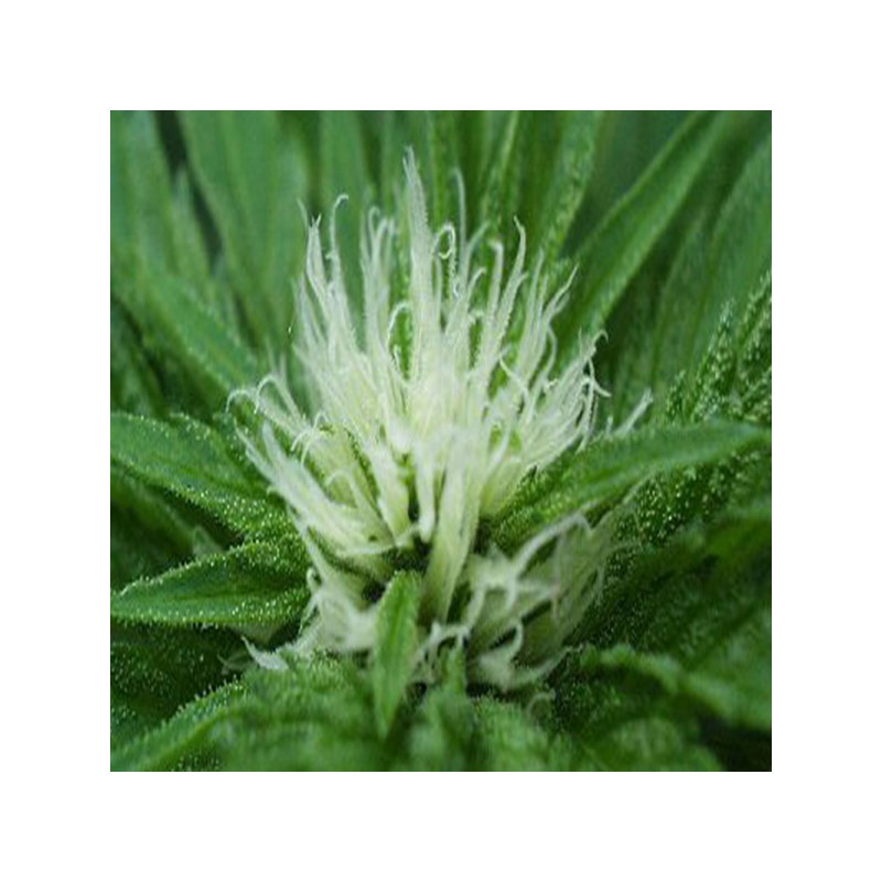 SWEET DREAMS · K.C.Brains Seeds · sementes de maconha · Fem