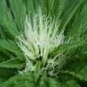 SWEET DREAMS · K.C.Brains Seeds · cannabis samen · Fem