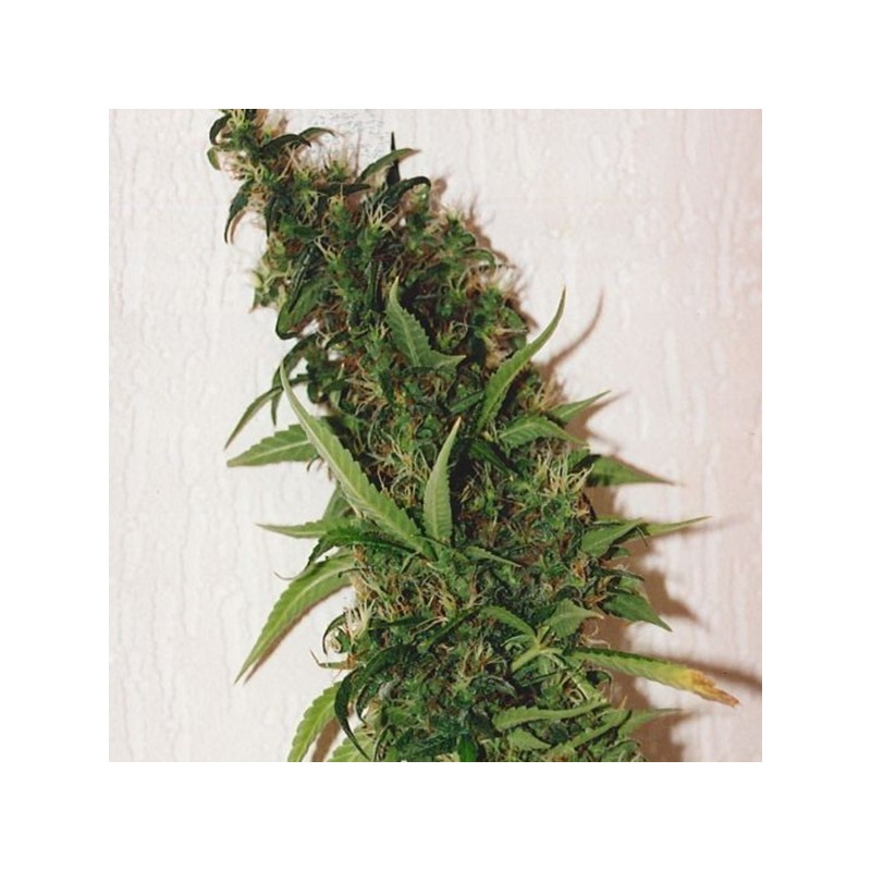 SWISS XT · K.C.Brains Seeds · sementes de maconha · Fem