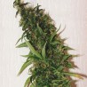 SWISS XT · K.C.Brains Seeds · sementes de maconha · Fem