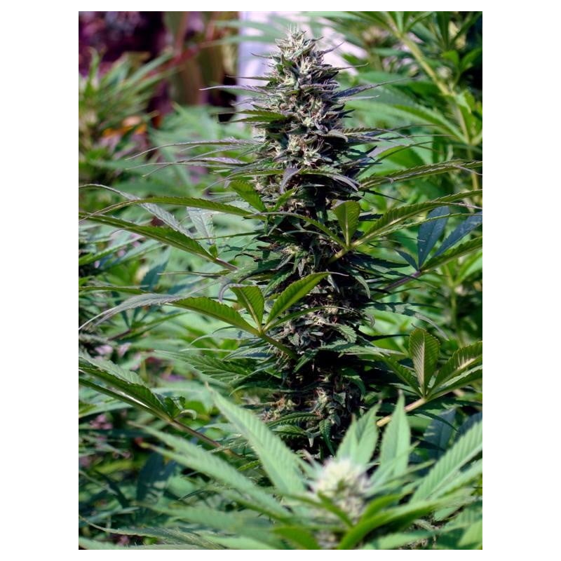 TNR · K.C.Brains Seeds · sementes de maconha · Fem