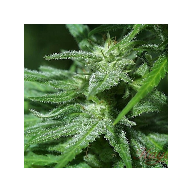WHITE KC · K.C.Brains Seeds · sementes de maconha · Fem