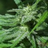 WHITE KC · K.C.Brains Seeds · kaufen cannabis samen · Fem