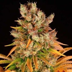 GMO · Dr Green Seeds ·...