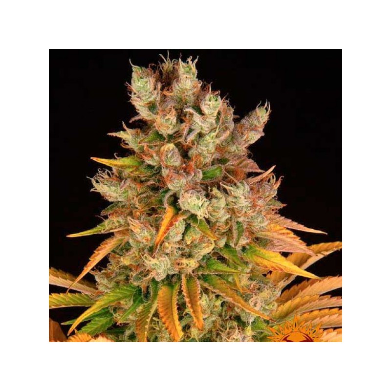 GMO · Dr Green Seeds · sementes de maconha a granel · Fem