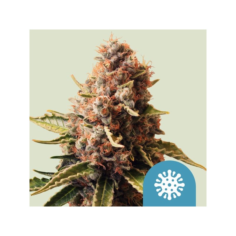 EUPHORIA · Royal Queen Seeds · sementes de maconha · Fem