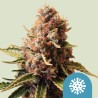 EUPHORIA · Royal Queen Seeds · cannabis seeds · Fem