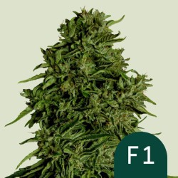 COSMOS F1 CBD · Royal Queen Seeds · graines de cannabis · AutoFem