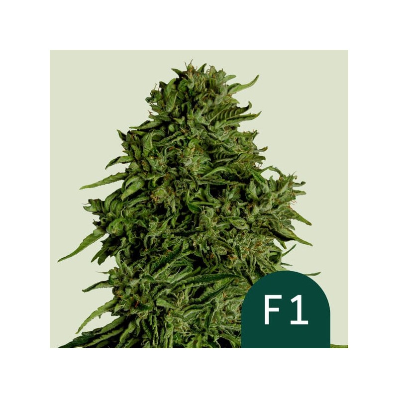 COSMOS F1 CBD · Royal Queen Seeds · cannabis seeds · AutoFem
