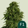 COSMOS F1 CBD · Royal Queen Seeds · cannabis seeds · AutoFem