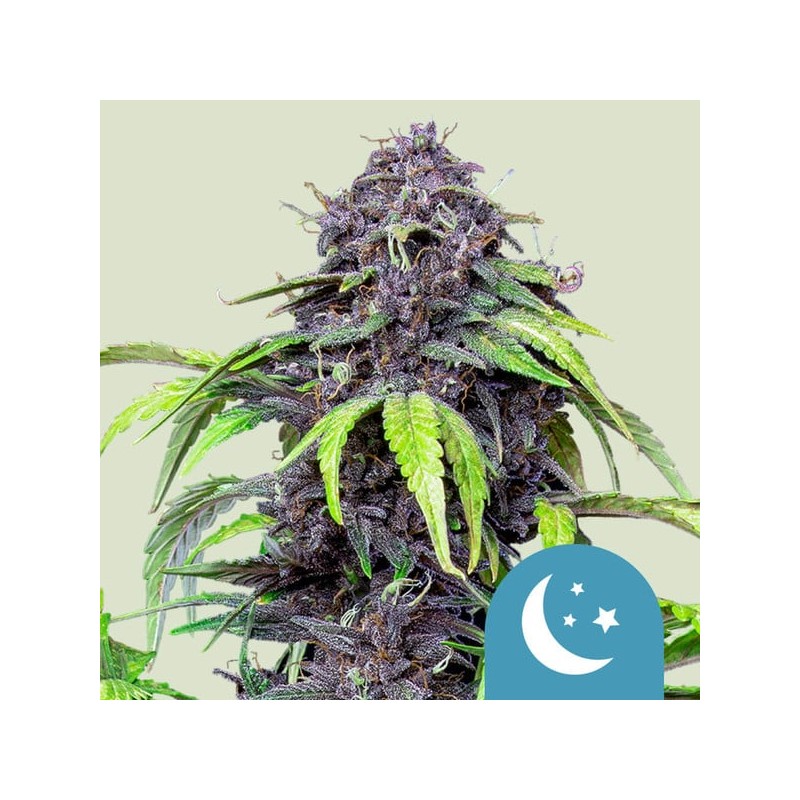 PURPLEMATIC CBD · Royal Queen Seeds · graines de cannabis · AutoFem