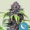 PURPLEMATIC CBD · Royal Queen Seeds · cannabis seeds · AutoFem