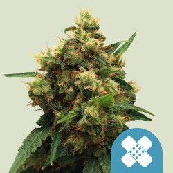 PAINKILLER XL · Royal Queen Seeds · cannabis samen · Fem