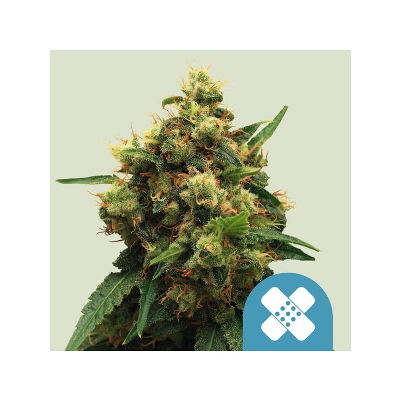 PAINKILLER XL · Royal Queen Seeds · graines de cannabis · Fem
