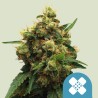 PAINKILLER XL · Royal Queen Seeds · cannabis seeds · Fem
