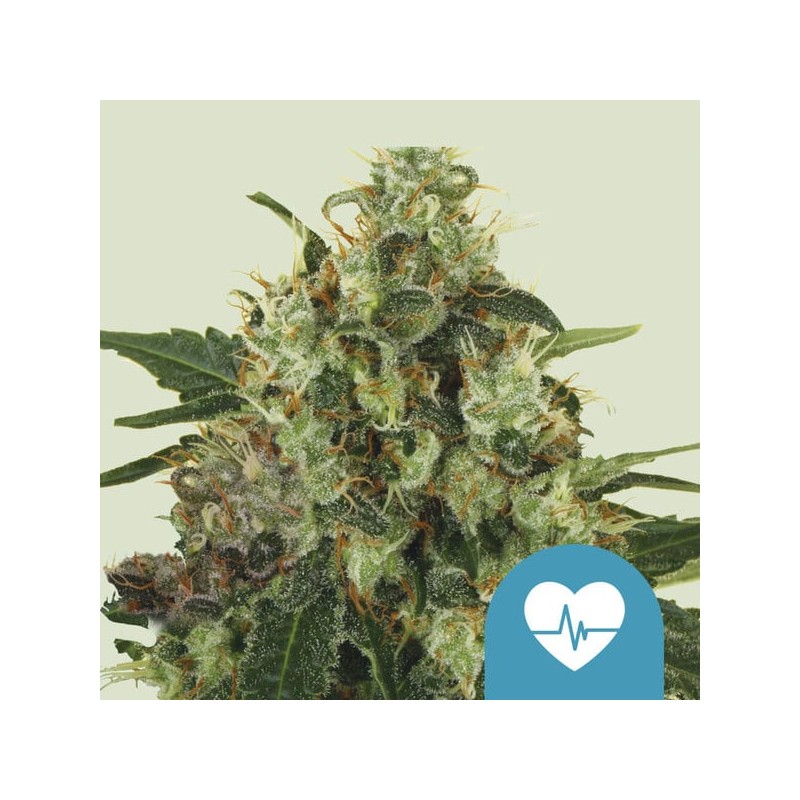 MEDICAL MASS · Royal Queen Seeds · cannabis samen · Fem